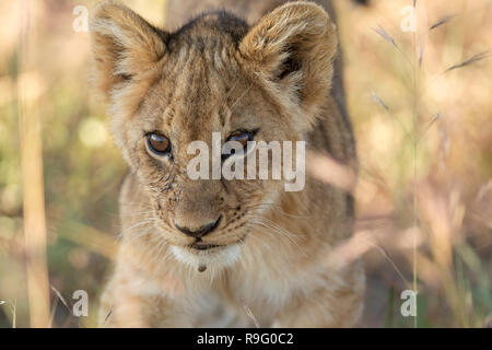 Lion cub camminando attraverso l'erba in luce calda Foto Stock