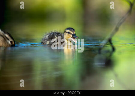 Mallard; Anas platyrhynchos singolo anatroccolo Cornwall, Regno Unito Foto Stock