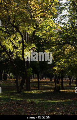 South grove con alberi con foglie di autunno attraverso la quale la luce splende. su erba verde foglie secche. in background è un percorso con panchine e persone o Foto Stock