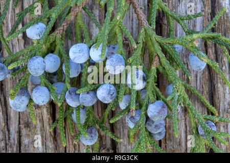 Cedro Rosso del sud il ramo visualizzazione giovani fogliame, con matura carnose femmina blu coni "Juniperus silicicola'. Foto Stock