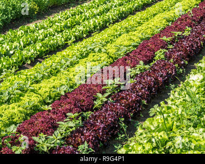 Insalata di vivaio di campo Foto Stock