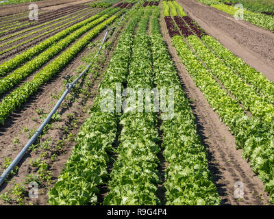 Campo da giardinaggio con insalata Foto Stock