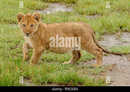 Wet LION CUB (Panthera leo) in Tanzania, Africa Foto Stock