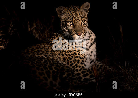 Femmina adulta di appoggio di Leopard Foto Stock