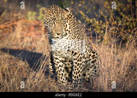 Maestoso in Leopard Sabi Sands. Foto Stock