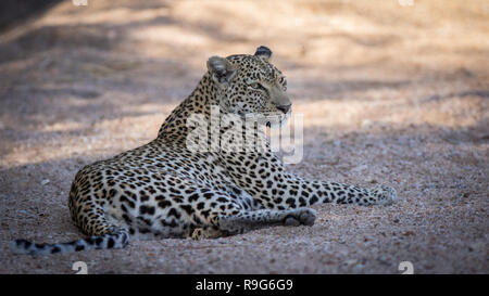 Close up femmina rilassato riposo di leopard. Foto Stock