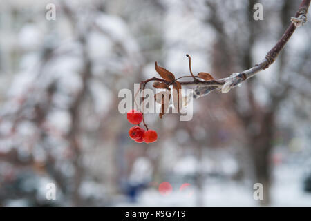 Grappoli rossi di rowan coperto con la prima neve. Inverno sfondo. Paesaggio invernale con coperte di neve rosso brillante rowan. Ramo Rowanberry. Bacche di colore rosso di cenere di montagna nella neve. inverno bacche rosse. Foto Stock