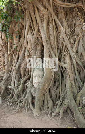 Albero scolpito root, rovine di Ayutthaya in Thailandia Foto Stock