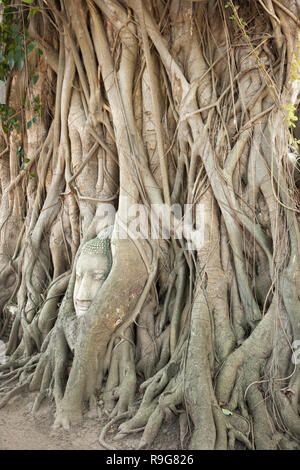 Albero scolpito root, rovine di Ayutthaya in Thailandia Foto Stock