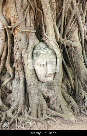 Albero scolpito root, rovine di Ayutthaya in Thailandia Foto Stock