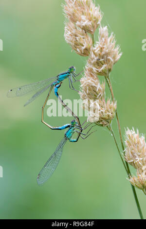 Blaue Federlibelle,Platycnemis pennipes, zampe bianche Damselfly Foto Stock