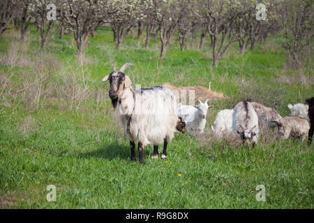 Un allevamento di capre pascolano nel giardino dell'azienda Foto Stock