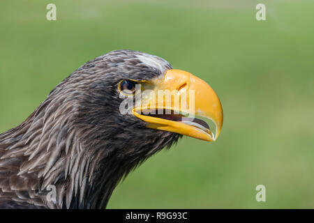 Riesenseeadler, Haliaeetus pelagicus, Stellers Sea Eagle Foto Stock