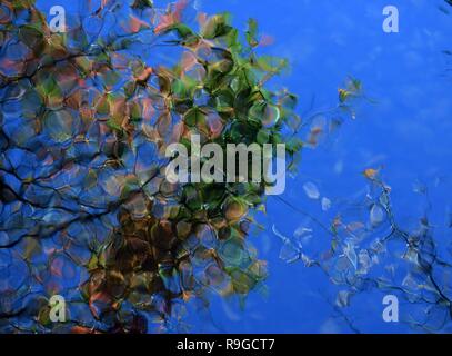 Pechino, Cina. 23 Dic, 2018. Foto scattata a Dic. 23, 2018 mostra la riflessione di un albero in Chuxiong, a sud-ovest della Cina di Provincia di Yunnan. Credito: Yang Zongyou/Xinhua/Alamy Live News Foto Stock