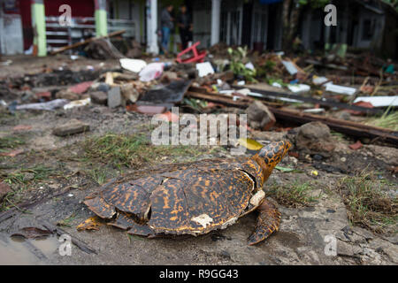 Pechino, Indonesia. 23 Dic, 2018. I detriti si osserva dopo un tsunami ha colpito la spiaggia di Pandeglang, provincia di Banten, Indonesia, a Dic. 23, 2018. Credit: Veri Sanovri/Xinhua/Alamy Live News Foto Stock