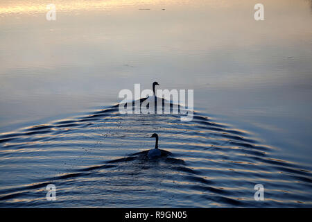 Peterborough, Regno Unito. 24 dicembre, 2018. Due cigni testa a monte sul fiume Nene a Milton traghetto, appena dopo il tramonto a Nene Park, Peterborough, CAMBRIDGESHIRE, il 24 dicembre 2018. Credito: Paolo Marriott/Alamy Live News Foto Stock
