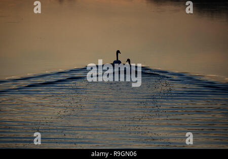 Peterborough, Regno Unito. 24 dicembre, 2018. Due cigni testa a monte sul fiume Nene a Milton traghetto, appena dopo il tramonto a Nene Park, Peterborough, CAMBRIDGESHIRE, il 24 dicembre 2018. Credito: Paolo Marriott/Alamy Live News Foto Stock