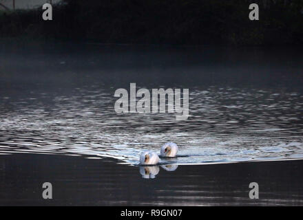 Peterborough, Regno Unito. 24 dicembre, 2018. Due cigni testa a monte sul fiume Nene a Milton traghetto, appena dopo il tramonto a Nene Park, Peterborough, CAMBRIDGESHIRE, il 24 dicembre 2018. Credito: Paolo Marriott/Alamy Live News Foto Stock