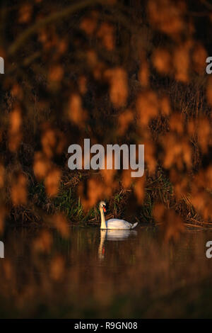 Peterborough, Regno Unito. 24 dicembre, 2018. Un cigno è bagnata in golden sole invernale in quanto si trova sul fiume Nene a Nene Park, Peterborough, CAMBRIDGESHIRE, il 24 dicembre 2018. Credito: Paolo Marriott/Alamy Live News Foto Stock