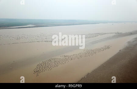 Zhengzhou, Cina. 25 dic 2018. Un gruppo di oche selvatiche volare oltre il Fiume Giallo e zone umide in Changyuan County, centrale cinese della Provincia di Henan, 25 dicembre, 2018. (Xinhua/Feng Dapeng) Credito: Xinhua/Alamy Live News Foto Stock