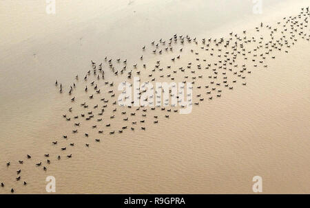 Zhengzhou, Cina. 25 dic 2018. Un gruppo di oche selvatiche volare oltre il Fiume Giallo e zone umide in Changyuan County, centrale cinese della Provincia di Henan, 25 dicembre, 2018. (Xinhua/Feng Dapeng) Credito: Xinhua/Alamy Live News Foto Stock