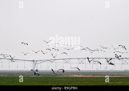 Zhengzhou, Cina. 25 dic 2018. Un gruppo di gru volare oltre il Fiume Giallo e zone umide in Changyuan County, centrale cinese della Provincia di Henan, 25 dicembre, 2018. (Xinhua/Feng Dapeng) Credito: Xinhua/Alamy Live News Foto Stock