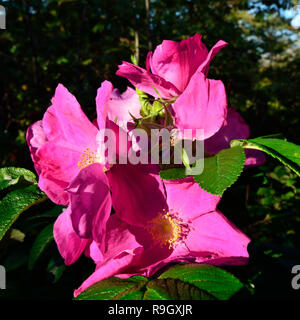 Bellissimi fiori rosa rosa nel sole luminoso closeup Foto Stock