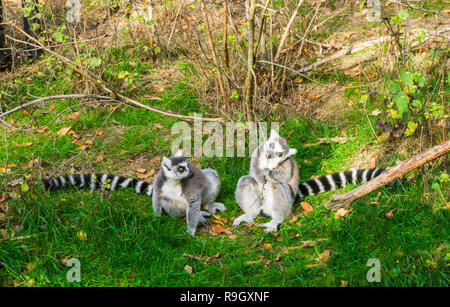 Anello di due croci lemuri seduti insieme in erba, uno rosicchia su un ramo, tropicali minacciate specie di scimmia dal Madagascar Foto Stock