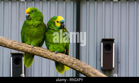 Coppia di uccelli, due verdi amazon pappagalli chiudere insieme su un ramo, uno giallo coronata e uno blu fronteggiata amazon, uccelli tropicali dal bacino amazzonico Foto Stock