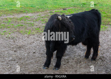 I capretti black hairy highland mucca, un giovani bovini Foto Stock