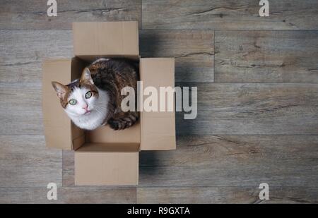 Tabby gatto in una scatola di cartone cercando curiosi fino alla telecamera. Angolo di alta vista con copia spazio. Foto Stock