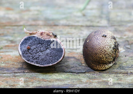 Scleroderma areolatum, Leopard Earthball fungo Foto Stock