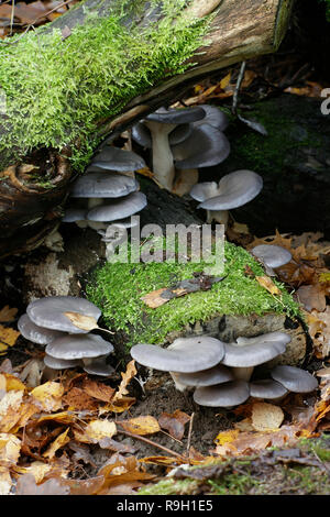 Pleurotus ostreatus, i funghi orecchioni, crescente selvatici in Finlandia Foto Stock