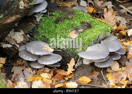 Pleurotus ostreatus, i funghi orecchioni, crescente selvatici in Finlandia Foto Stock