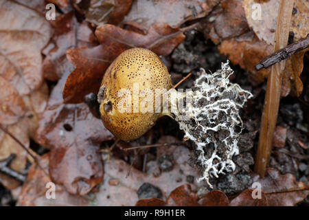 Scleroderma sp, fungo di Earthball Foto Stock