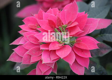 Red Poinsettia, stella di Natale Fiore, impianto di Natale Foto Stock