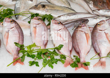 Fresca pandora comune (Pagellus erythrinus) su ghiaccio per la vendita in un mercato del pesce Foto Stock