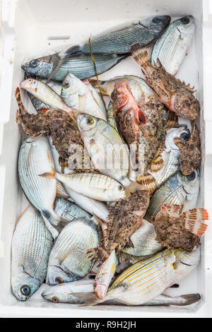 Pesce fresco box, appena catturati Foto Stock