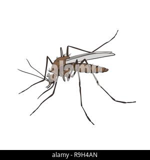 Zanzara. Colorate, isolato su uno sfondo bianco Illustrazione Vettoriale