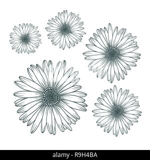 La camomilla daisy vicino la vista dall'alto. Isolato di botanica floreali elemento di design Illustrazione Vettoriale