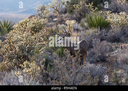 Grande buck mulo cervo con grandi corna e cholla cactus. Shot preso al Red Rock Canyon National Conservation Area vicino a Las Vegas, Nevada. Foto Stock