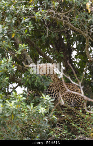 Leopard in attesa della preda. Imboscata. Sul ramo. Masai Mara, Kenya Foto Stock