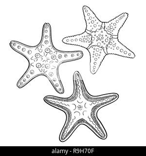 Disegnata a mano starfish in sagoma nera su off - sfondo bianco Illustrazione Vettoriale