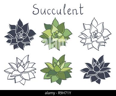 Insieme di piante succulente nella raccolta del deserto. Fiori Piante succulente, succulenti isolato. Echeveria agavoides Illustrazione Vettoriale