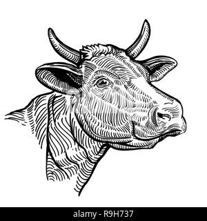 Testa di mucca vicino, in uno stile grafico. Illustrazione Vintage isolati su sfondo bianco Illustrazione Vettoriale