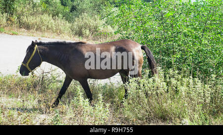 Nelle montagne della Grecia Foto Stock