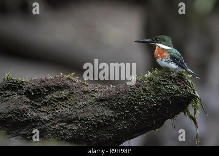 Green Kingfisher (Chloroceryle americana) maschio appollaiato sul ramo. Puerto Viejo fiume. Heredia provincia. Costa Rica. Foto Stock