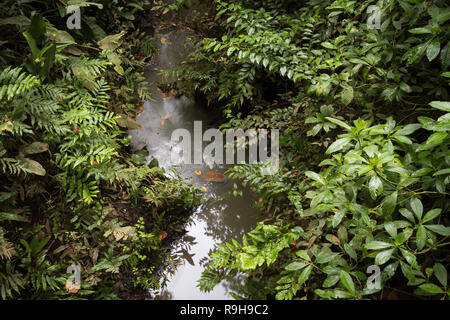 Flusso della giungla nella foresta pluviale. Heredia provincia. La Selva la Stazione biologica. Costa Rica. Foto Stock