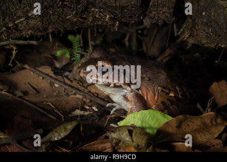 Savage sottile-toed Frog (Leptodactylus savagei) sul terreno. La Selva la Stazione biologica. Costa Rica. Foto Stock