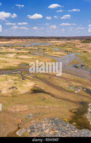 Vista su impala della Olifants River nel Parco Nazionale di Kruger su una luminosa e soleggiata giornata. Foto Stock